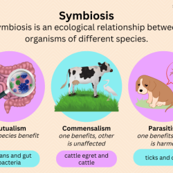 Which symbiosis is it worksheet