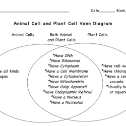 Animal cells vs plant cells venn diagram