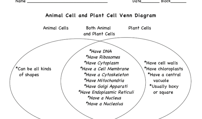 Animal cells vs plant cells venn diagram