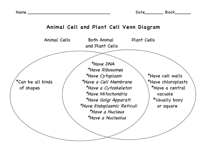 Animal cells vs plant cells venn diagram