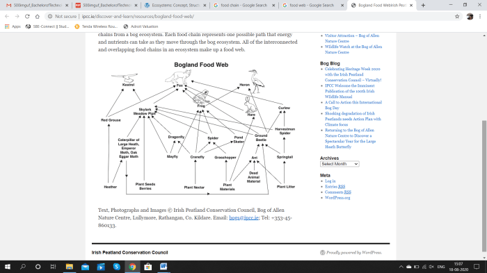 Modeling food webs in dariÃ©n panama answers