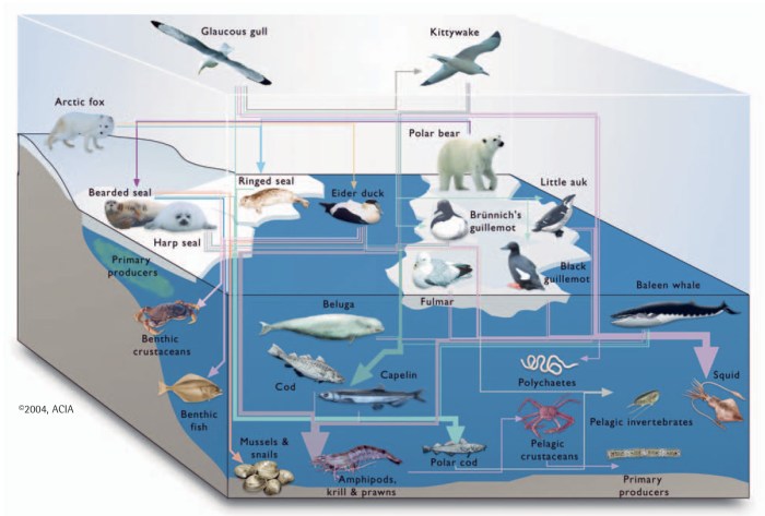 Modeling food webs in dariÃ©n panama answers