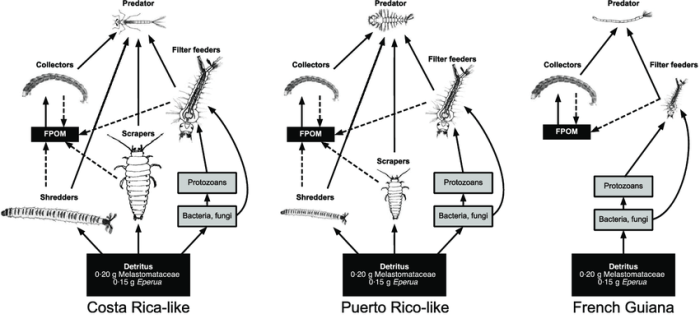 Modeling food webs in dariÃ©n panama answers