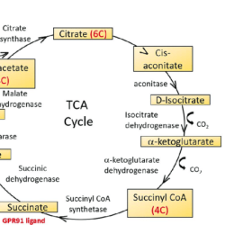 Cycle krebs acid citric tca kreb biochemistry steps biology diagram notes chemistry process cell amino pyruvate acids edu microbiology metabolism