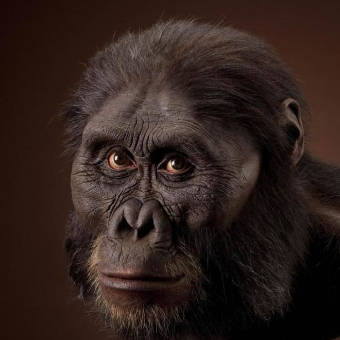 Identify the statements that correctly describe australopithecus platyops